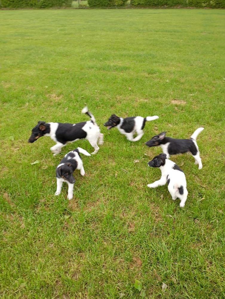 Adorables chiots fox terrier poil lisse 750 49490 Lini�res-bouton