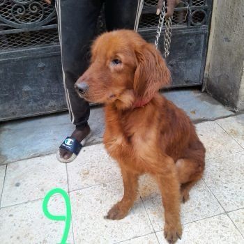 DEVENIR DELEGUE (e) EN REGION 0 62130 Beauvois