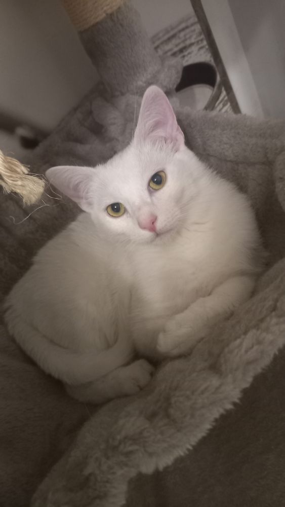 APOLLO 180 95420 Saint-gervais