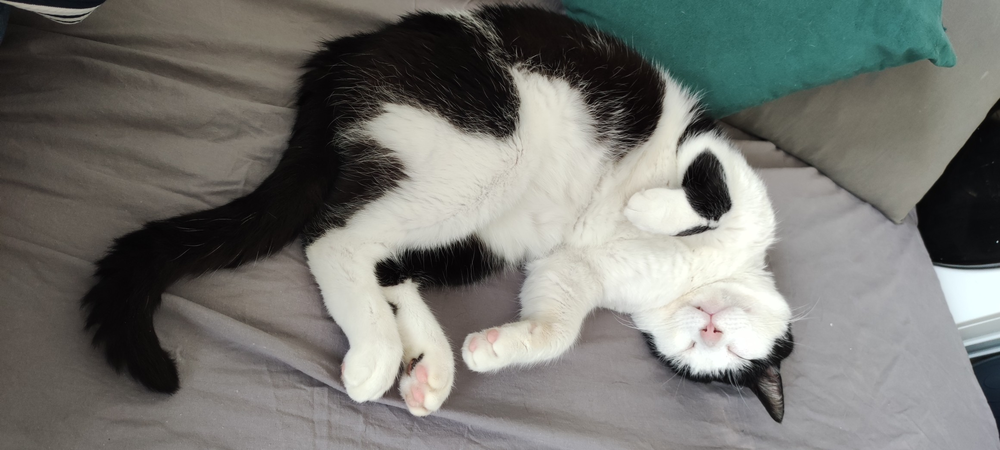 Sangha 80 44000 Nantes