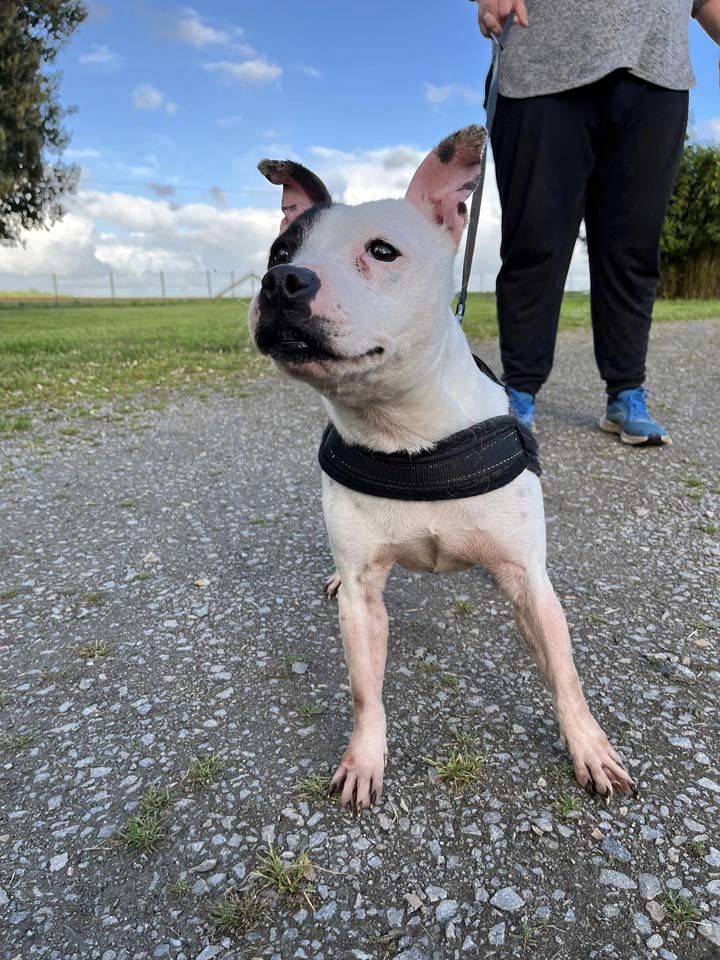 NIKITA, superbe Staffordshire Bull Terrier d&eacute;class&eacute;e &agrave; adopter via l'association UMA 330 18400 Saint-caprais
