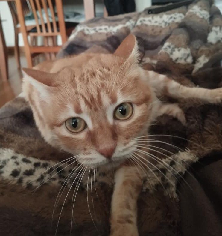 SICARU 230 27620 Gasny