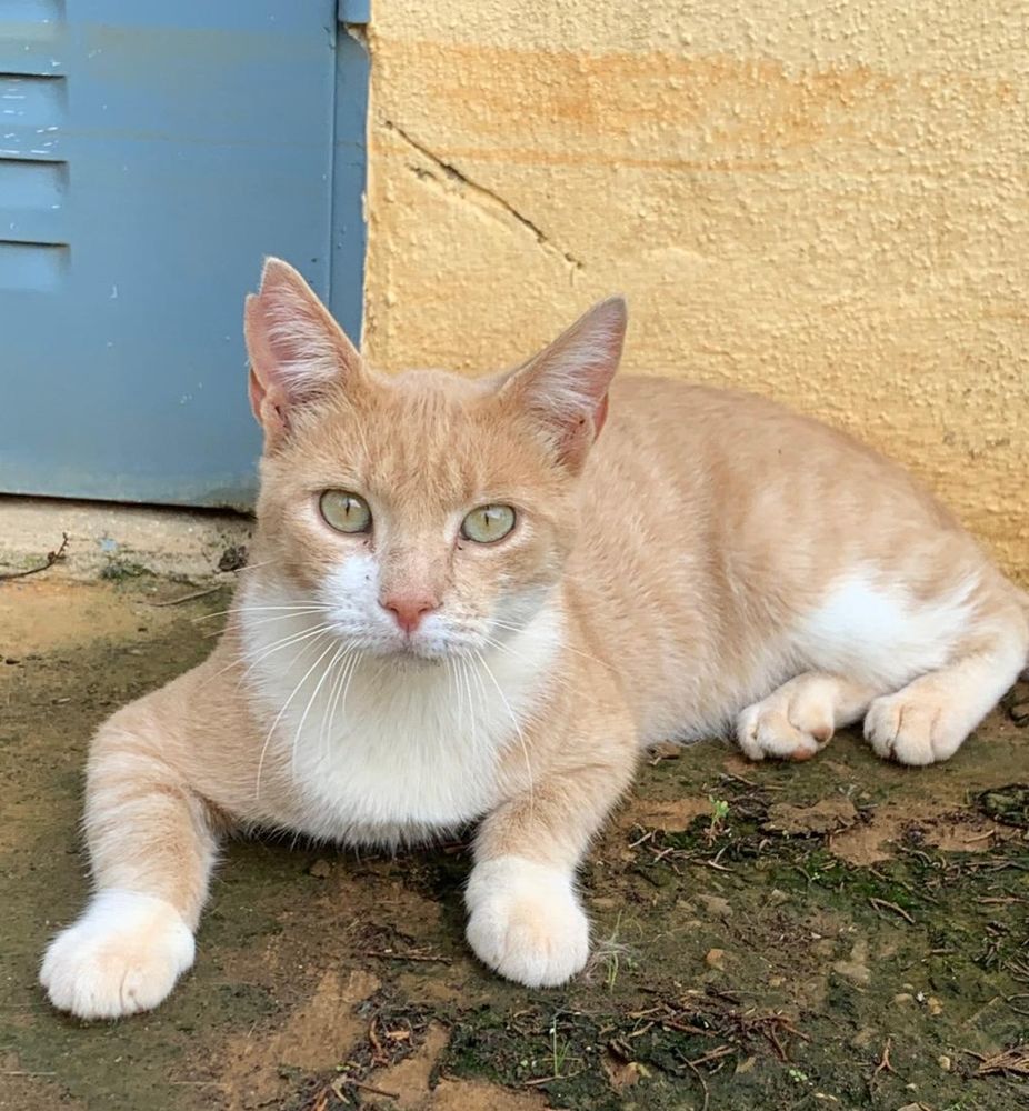 DEAN 230 27620 Gasny