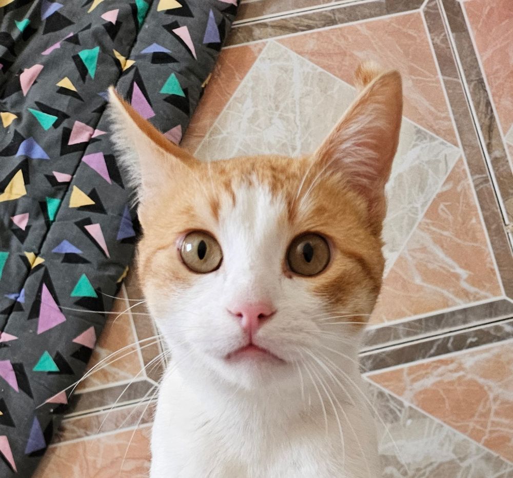 CAPITAN 230 27620 Gasny