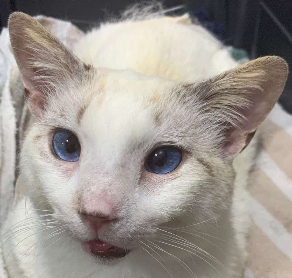 MERLIN 230 27620 Gasny