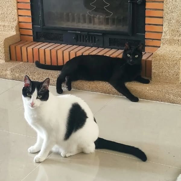 ZAKAT ET ZARIA 430 92400 Courbevoie