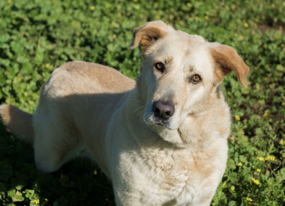 DELICE 320 27620 Gasny