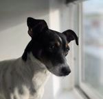 SNOOPY 320 27620 Gasny