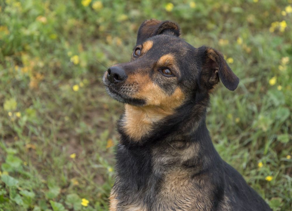 NOTA 320 27620 Gasny