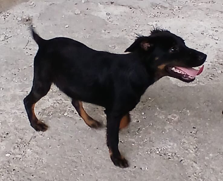 CYMBALE actuellement en guadeloupe 0 85000 La roche-sur-yon