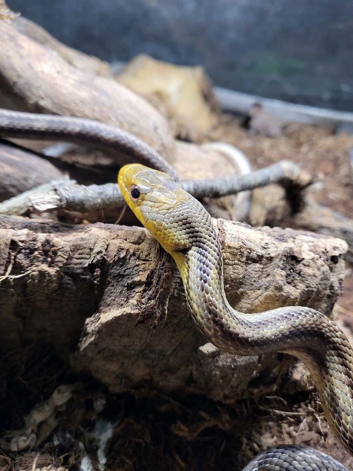 SOORO, magnifique Serpent des bl&eacute;s � Pantherophis Guttarus x bairdi &agrave; adopter via l'association UMA 20 56220 Peillac