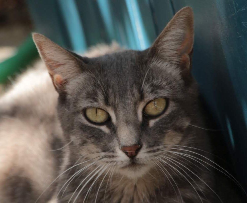 MELINA 230 27620 Gasny