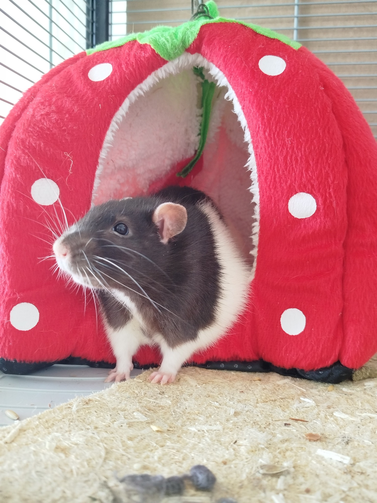 Ratatouille 20 44000 Nantes