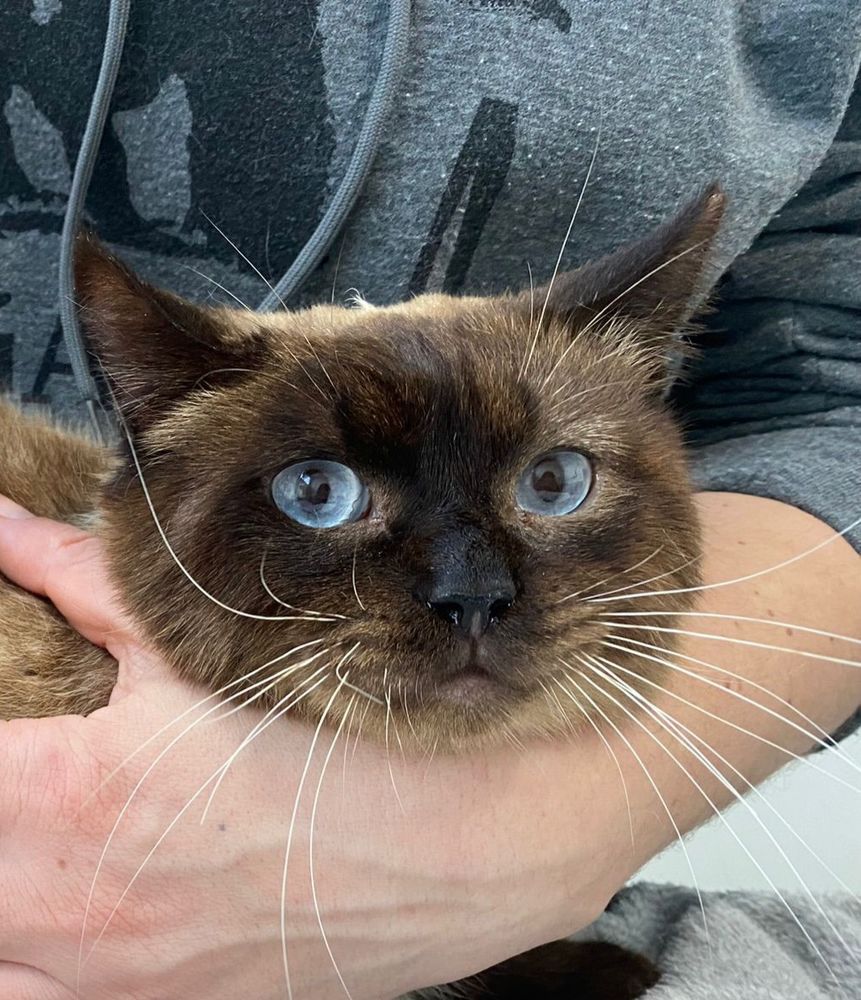 OSCAR 230 27620 Gasny