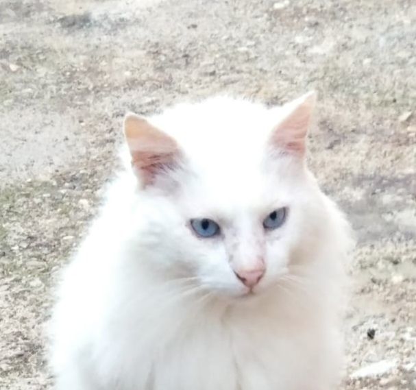 NIVEL 230 27620 Gasny