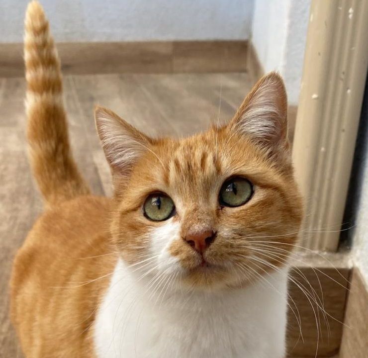 RUBIA 230 27620 Gasny