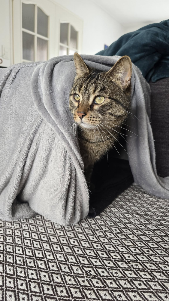 Nefertiti 80 44000 Nantes