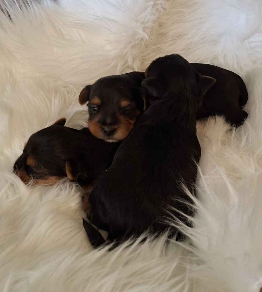  Chiots Yorkshire 1400 24110 Manzac-sur-vern