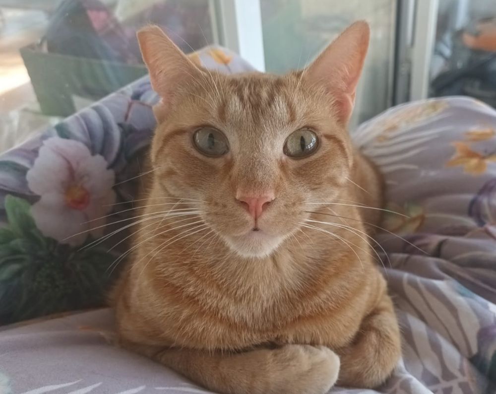 ROBIN 230 27620 Gasny