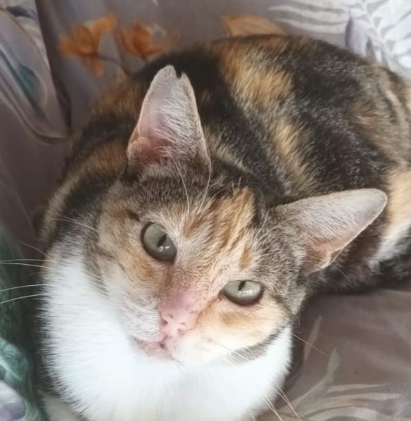 CLOE 230 27620 Gasny