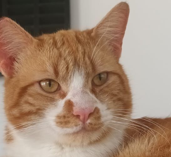 COCO 230 27620 Gasny