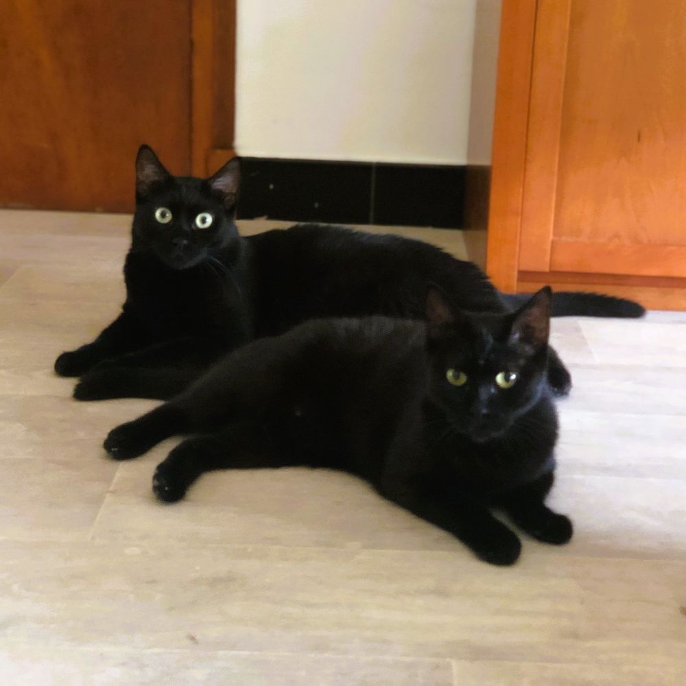 CLEO ET CALYPSO 0 26200 Mont�limar