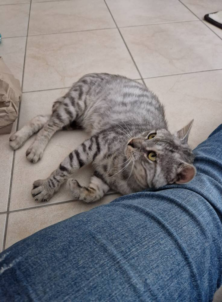 Faro 80 44000 Nantes