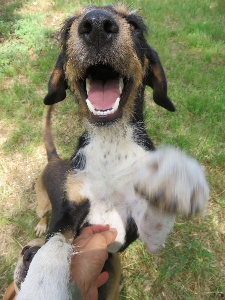 Oscar est &agrave; l'adoption! 0 34000 Montpellier