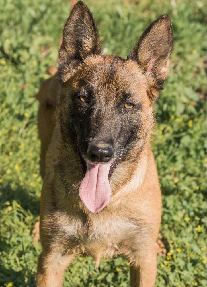 RONALD 320 27620 Gasny