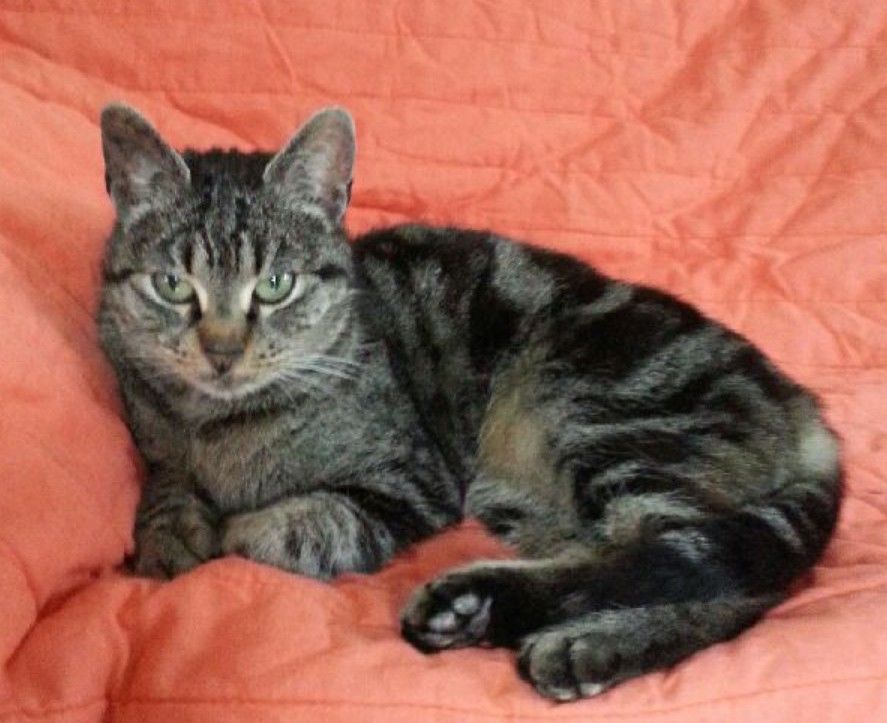 Chat adulte CINDY 190 67360 Oberdorf-spachbach