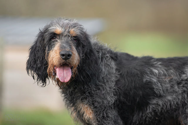 NEWTON gentil papy &agrave; adopter 100 24600 Rib�rac