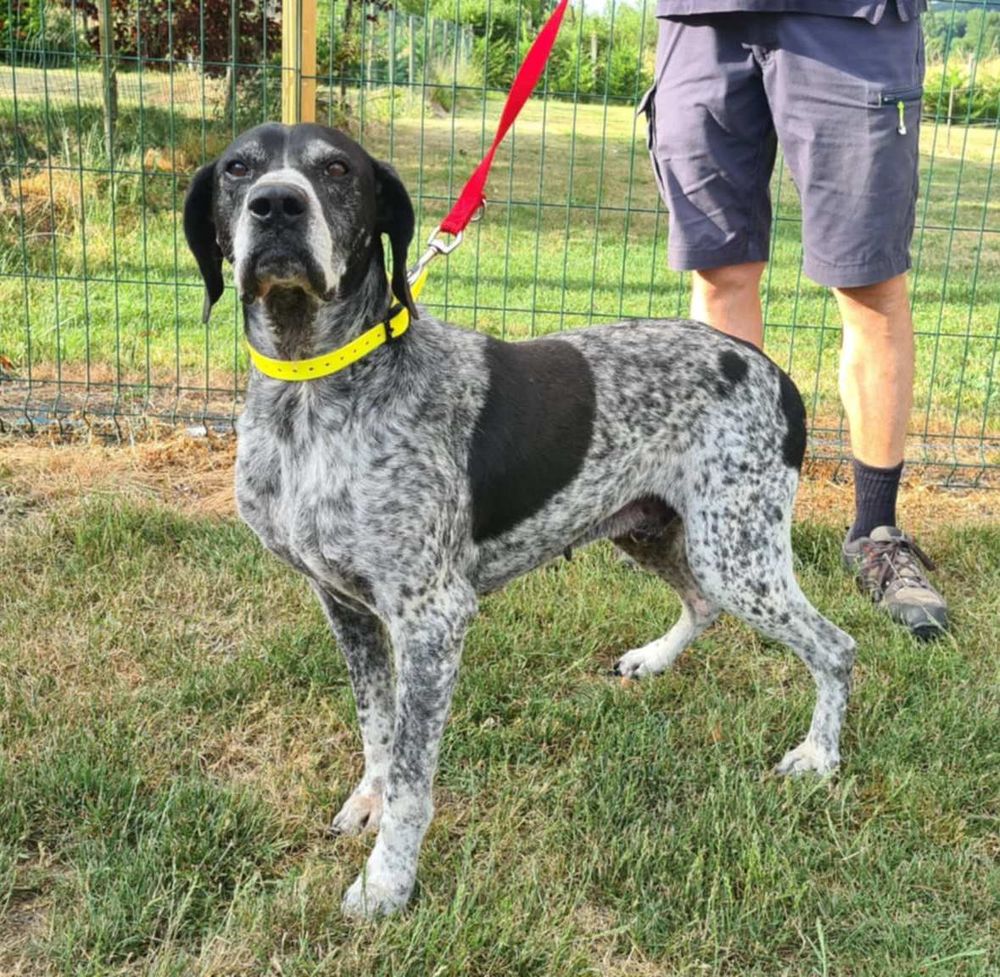 RAMBO gentil papy &agrave; adopter 100 24600 Rib�rac