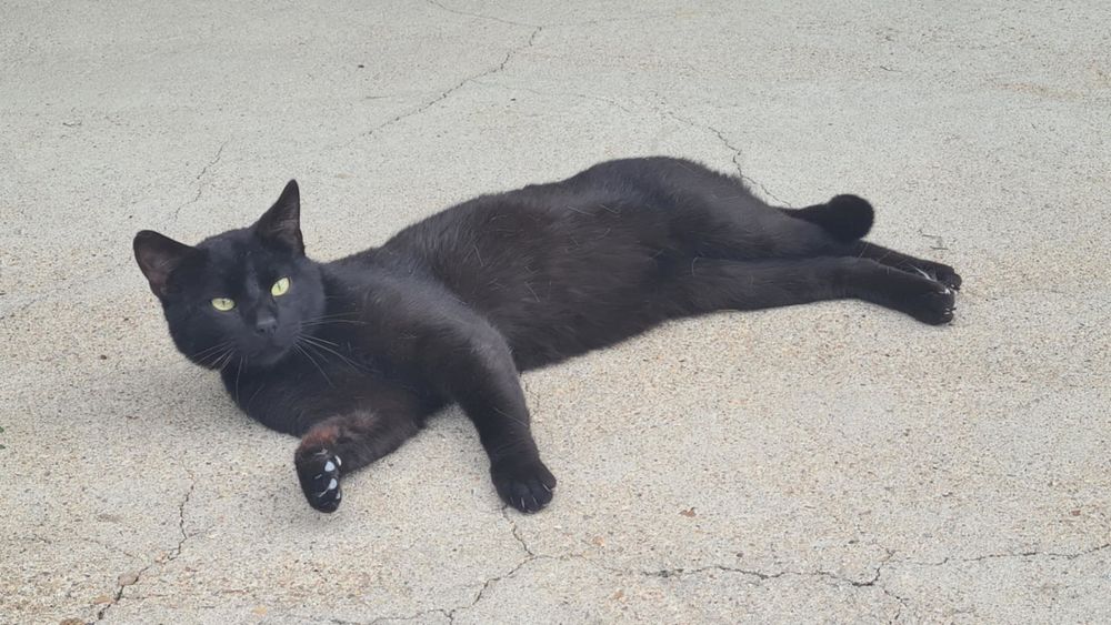 RASTA chat m&acirc;le noir 3 ans 160 16210 Chalais