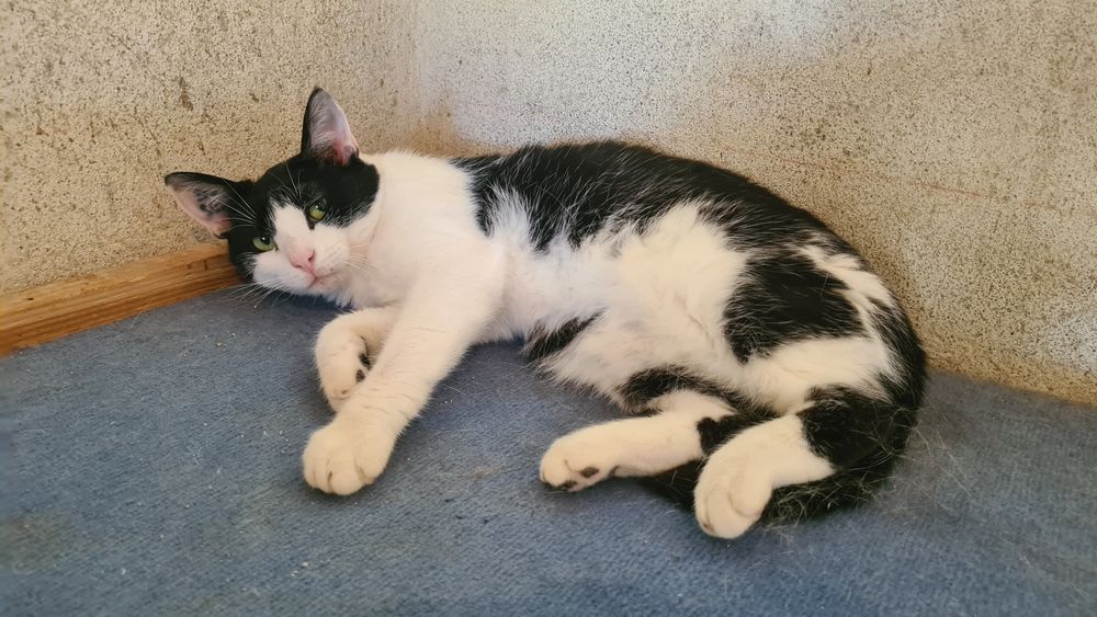 UTOPY femelle noire et blanche 3 ans 160 17360 Saint-aigulin