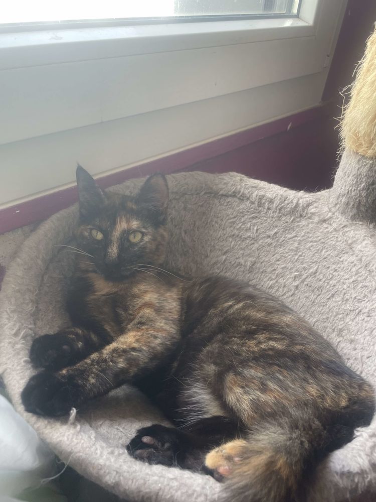 VA&Iuml;ANA 240 92400 Courbevoie