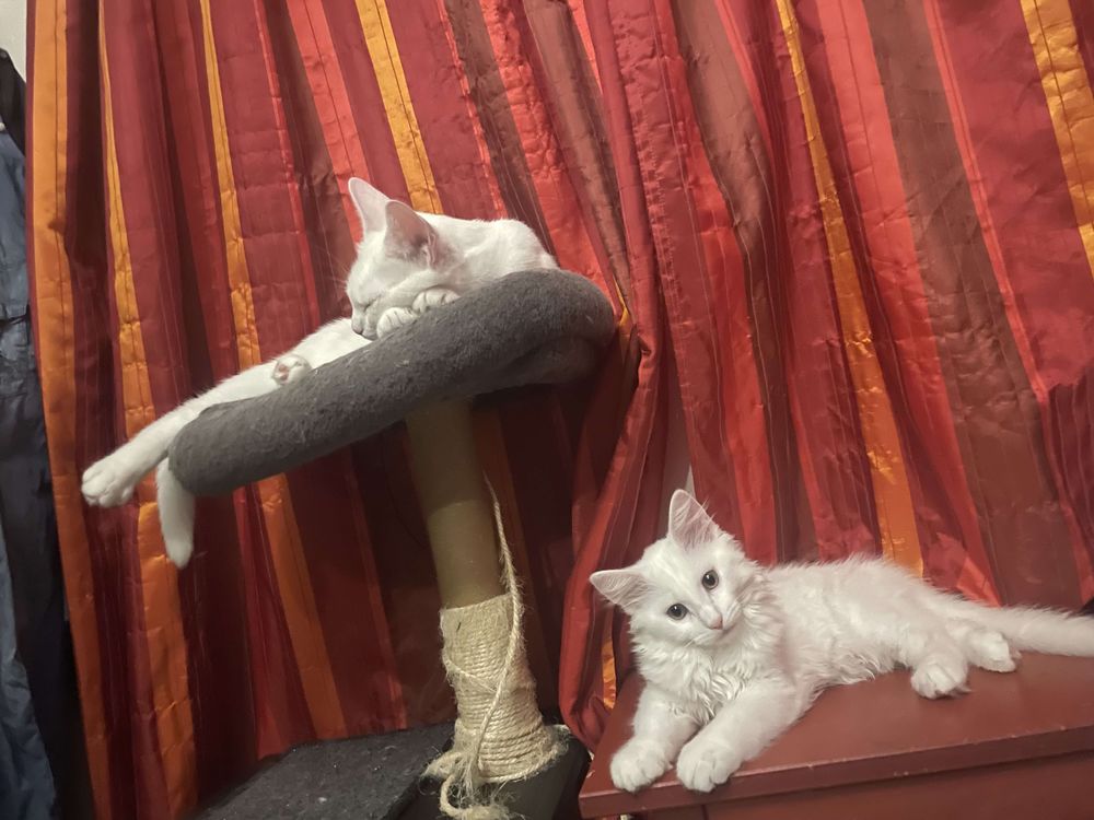 ATHENA ET RAGNAR 430 92400 Courbevoie