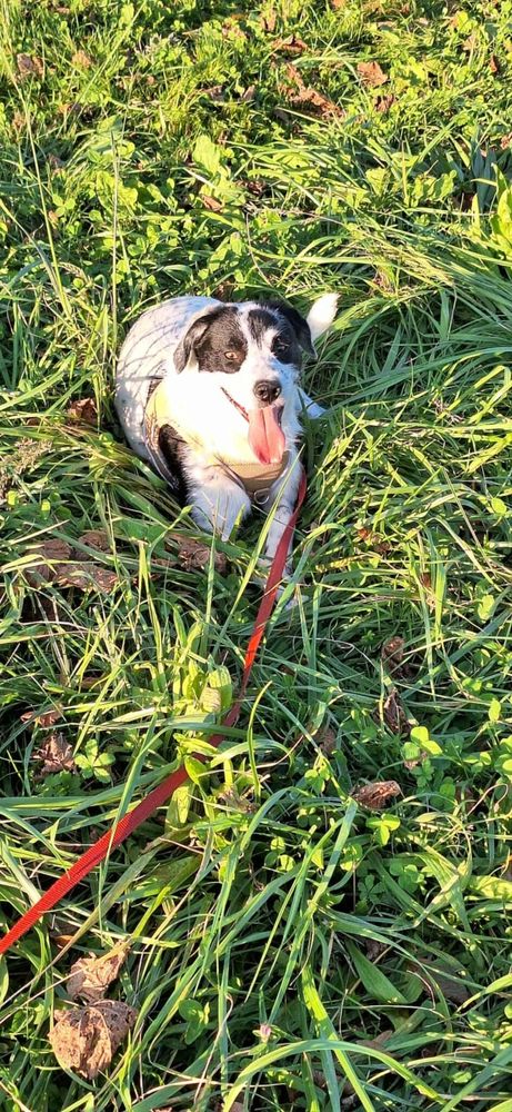 Domino &agrave; l'adoption 320 77810 Thomery