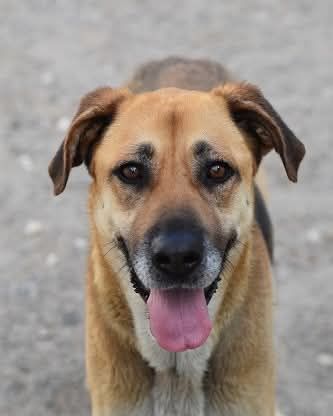 SHINE 320 27620 Gasny