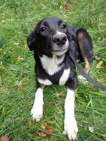 Gentiane, chiot &agrave; adopter 320 74000 Annecy