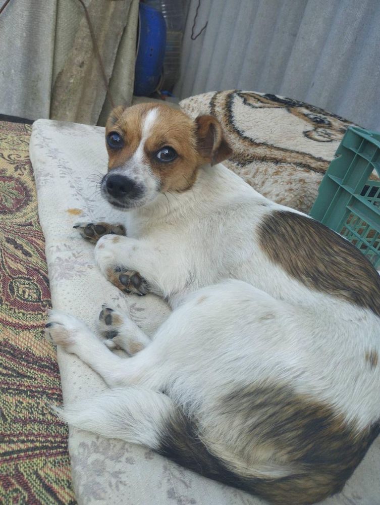 ZOE    au refuge en ukraine 0 75018 Paris