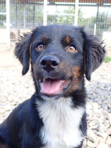 Pocus &agrave; l'adoption 320 88100 Coinches