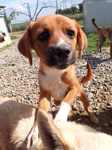 Hocus &agrave; l'adoption 320 68000 Colmar