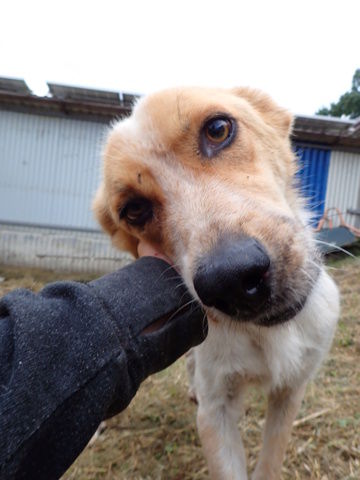 Pamela &agrave; l'adoption 300 69004 Lyon
