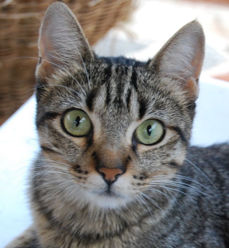 TIGRESA 230 27620 Gasny