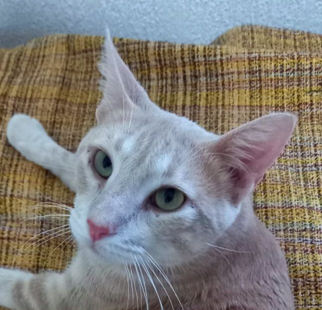 JEREZ 230 27620 Gasny