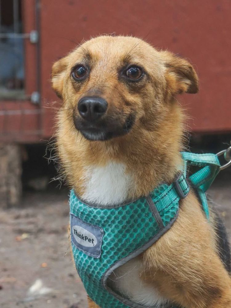 BRITNEY au refuge en ukraine 0 75018 Paris