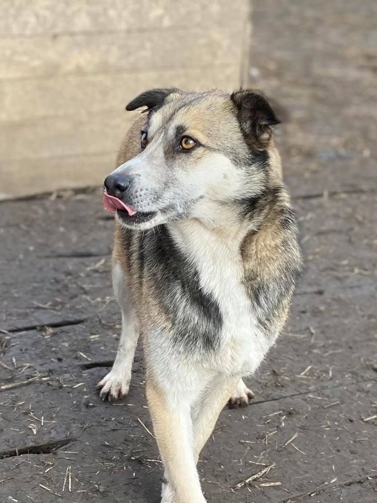 KHASYA  ACTUELLEMENT AU REFUGE EN UKRAINE 0 75018 Paris