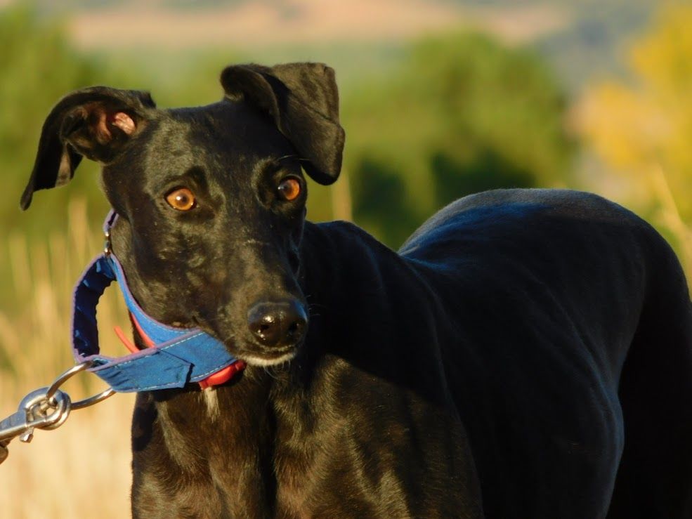 ARGES une galga magnifique &agrave; adopter 315 24140 Douville