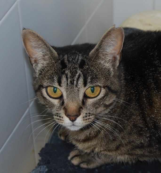 DEISY 230 27620 Gasny