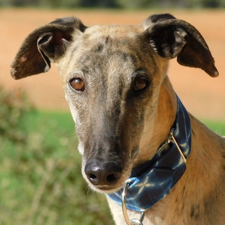 LEVANTE, 5 ans � Galgo &agrave; adopter 315 24140 Douville